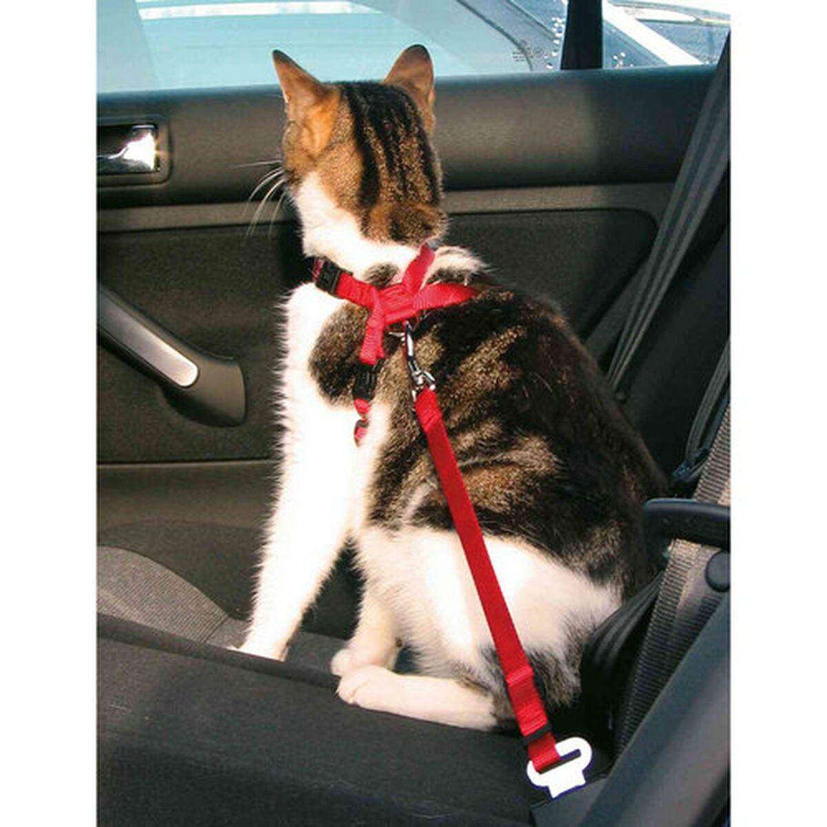 Cat Harness