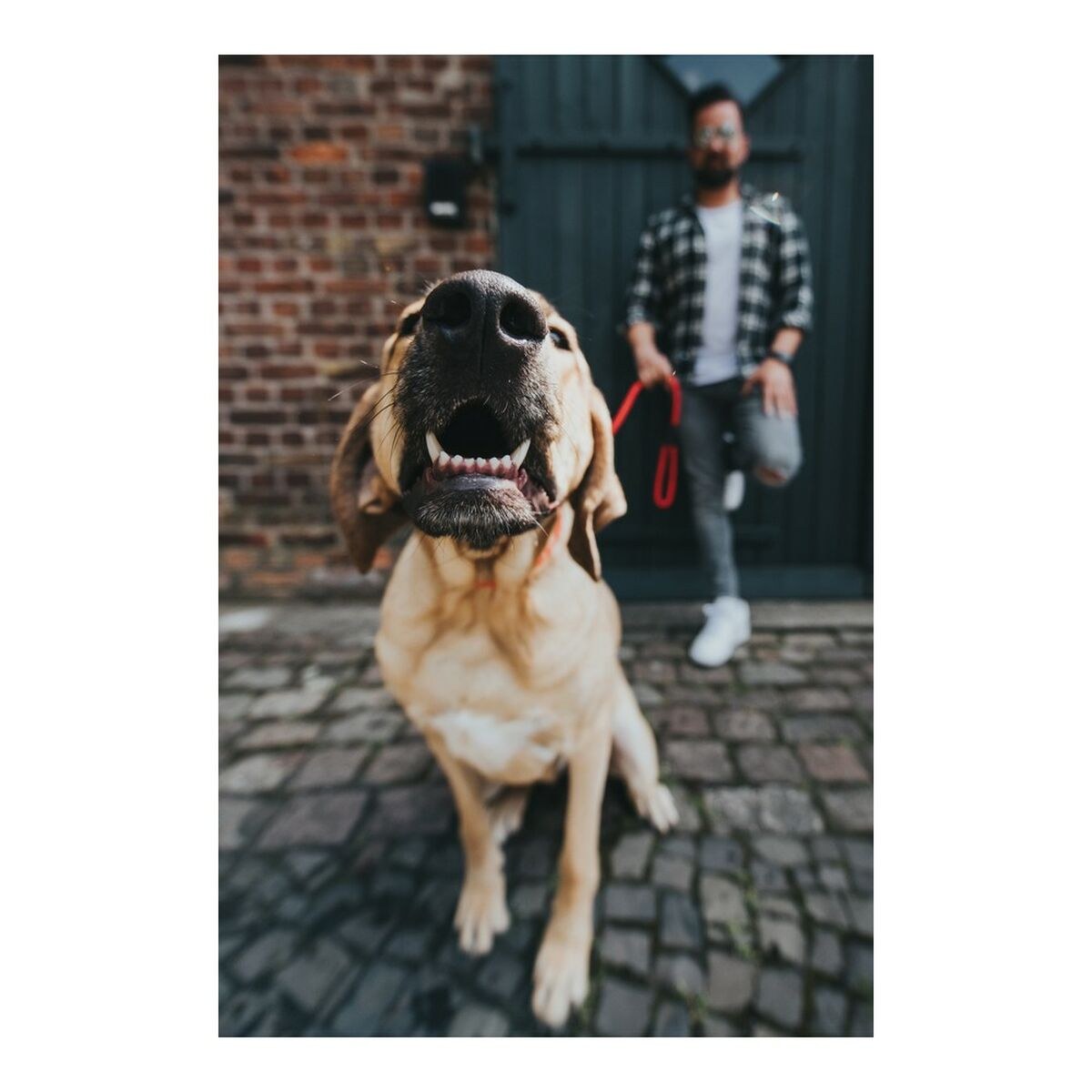 Dog Lead FREESTYLE Red 110 cm
