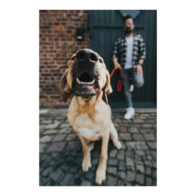 Dog Lead FREESTYLE Red 110 cm