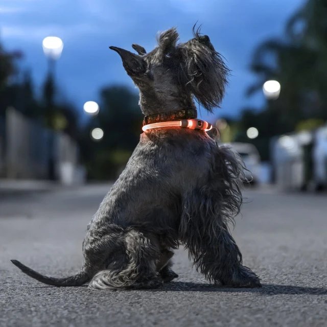 LED Collar for Pets Petlux